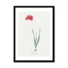 Ixia Filiformis | Vintage Flower Print | Botanical Art - Framed -Beach House Art Ixia Filiformis Vintage Flower Print Framed Print Fine art Beach House Art 1677410597