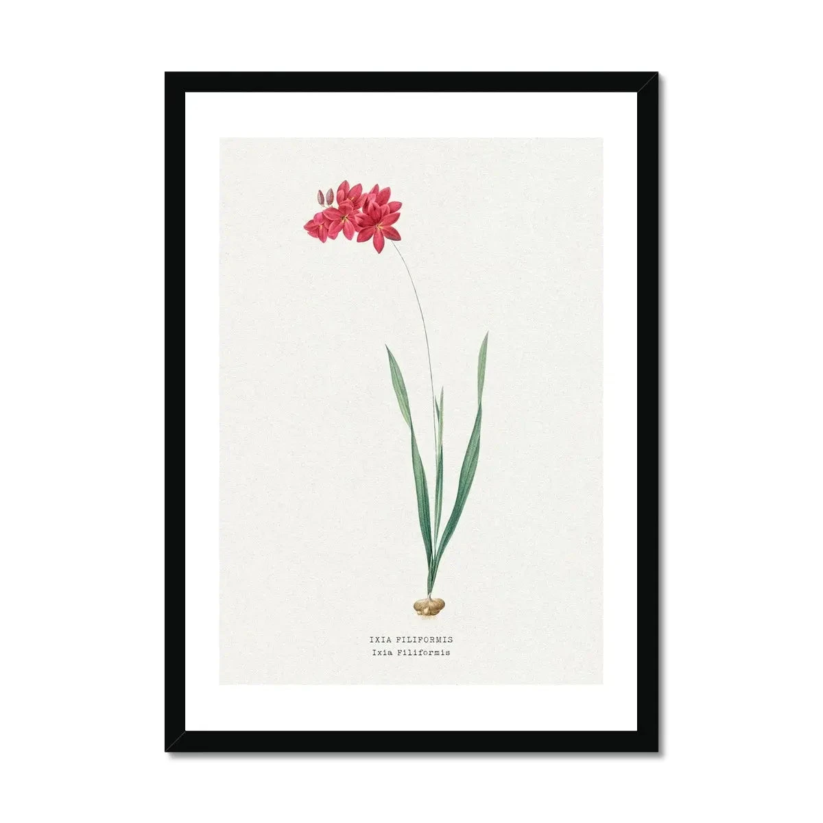 Ixia Filiformis | Vintage Flower Print | Botanical Art - Framed Ixia Filiformis | Vintage Flower Print | Botanical Art - Framed -Beach House Art Ixia Filiformis Vintage Flower Print Framed Print Fine art Beach House Art 1677410597