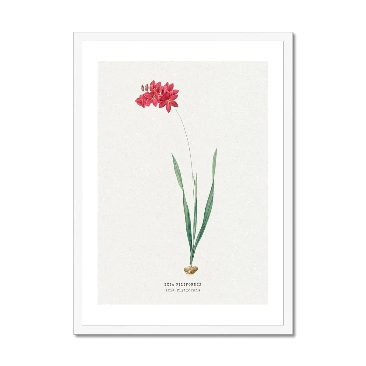 Ixia Filiformis | Vintage Flower Print | Botanical Art - Framed Ixia Filiformis | Vintage Flower Print | Botanical Art - Framed -Beach House Art Ixia Filiformis Vintage Flower Print Framed Print Fine art Beach House Art 1677410600