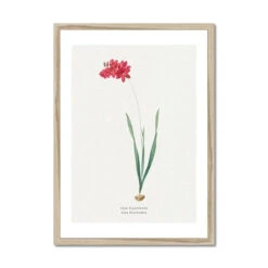 Ixia Filiformis | Vintage Flower Print | Botanical Art - Framed 4 Ixia Filiformis | Vintage Flower Print | Botanical Art - Framed -Beach House Art Ixia Filiformis Vintage Flower Print Framed Print Fine art Beach House Art 1677410603