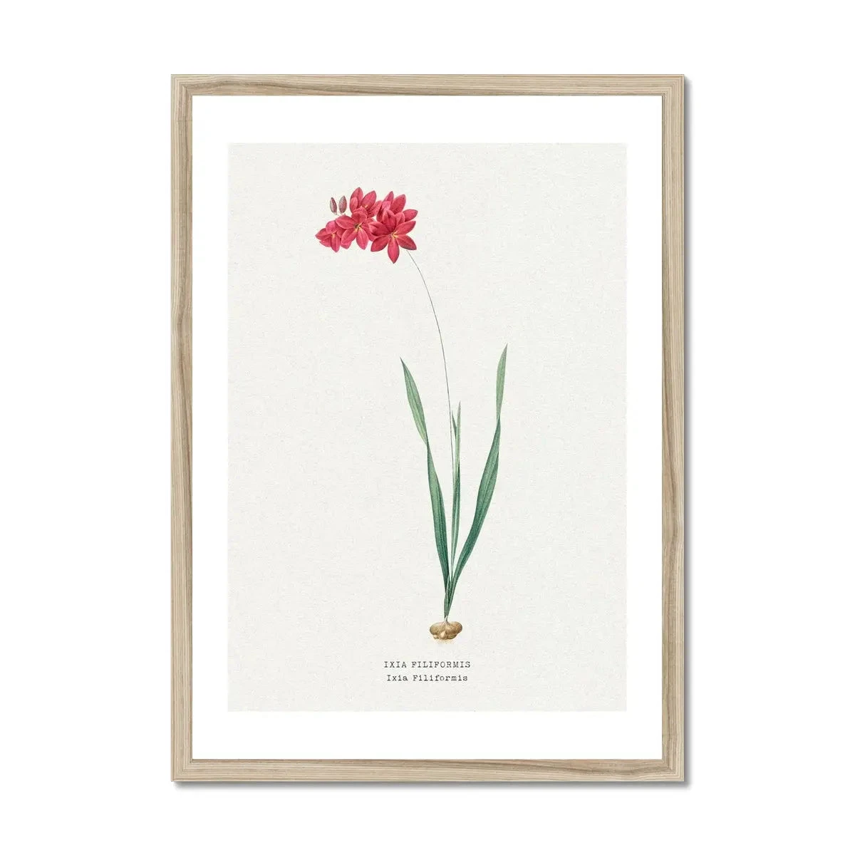 Ixia Filiformis | Vintage Flower Print | Botanical Art - Framed Ixia Filiformis | Vintage Flower Print | Botanical Art - Framed -Beach House Art Ixia Filiformis Vintage Flower Print Framed Print Fine art Beach House Art 1677410603