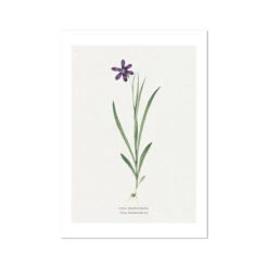 Ixia Grandiflora | Vintage Flower Print | Botanical Art - Unframed