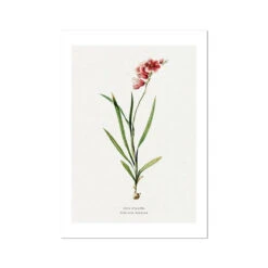 Ixia Hyalina | Vintage Flower Print | Botanical Art - Unframed