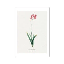 Ixia Phlogiflora | Vintage Flower Print | Botanical Art - Unframed