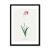 Ixia Phlogiflora | Vintage Flower Print | Botanical Art - Framed -Beach House Art Ixia Phlogiflora Vintage Flower Print Framed Print Fine art Beach House Art 1677411330