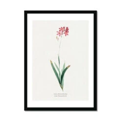 Ixia Phlogiflora | Vintage Flower Print | Botanical Art - Framed