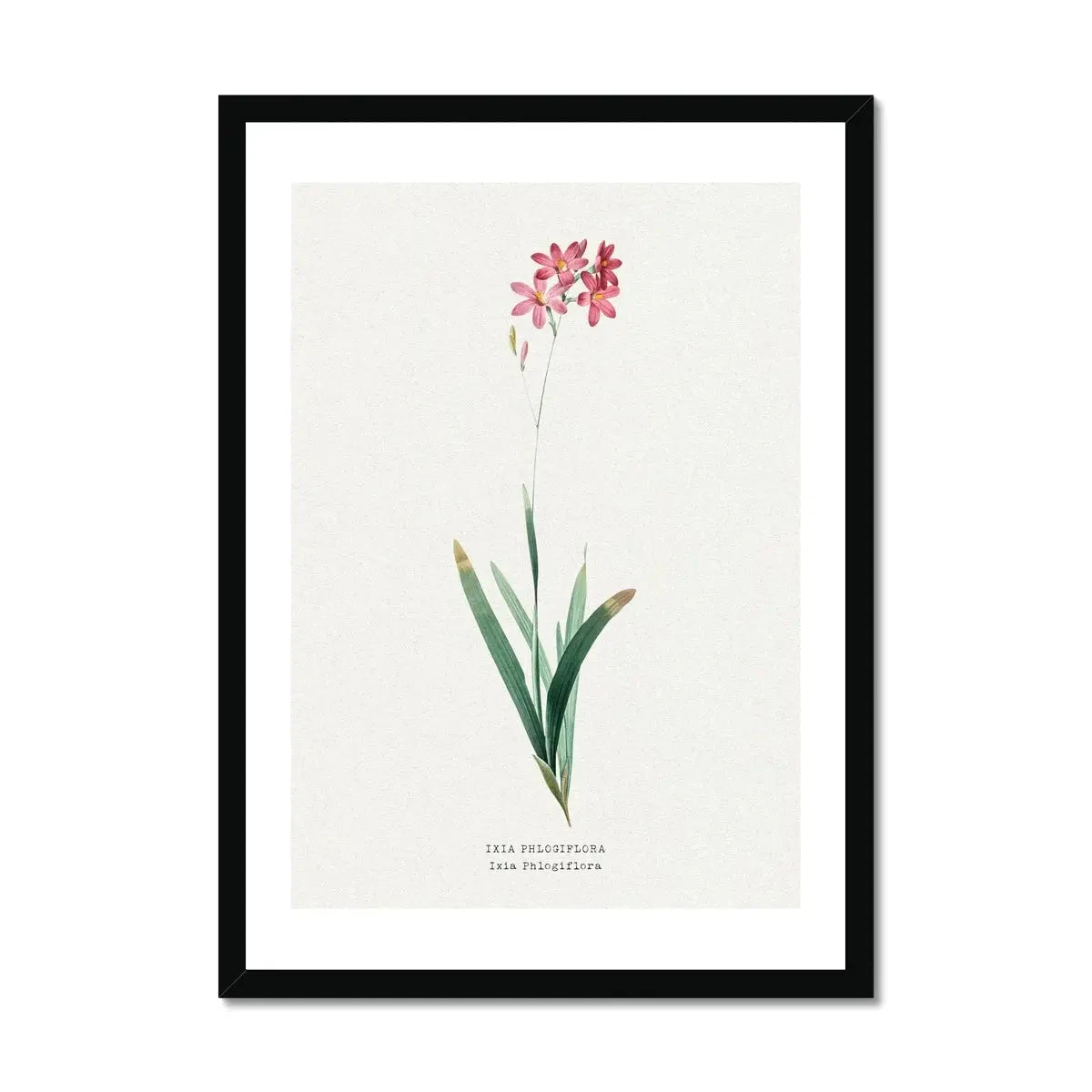 Ixia Phlogiflora | Vintage Flower Print | Botanical Art - Framed Ixia Phlogiflora | Vintage Flower Print | Botanical Art - Framed -Beach House Art Ixia Phlogiflora Vintage Flower Print Framed Print Fine art Beach House Art 1677411330