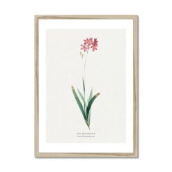 Ixia Phlogiflora | Vintage Flower Print | Botanical Art - Framed 5 Ixia Phlogiflora | Vintage Flower Print | Botanical Art - Framed -Beach House Art Ixia Phlogiflora Vintage Flower Print Framed Print Fine art Beach House Art 1677411337