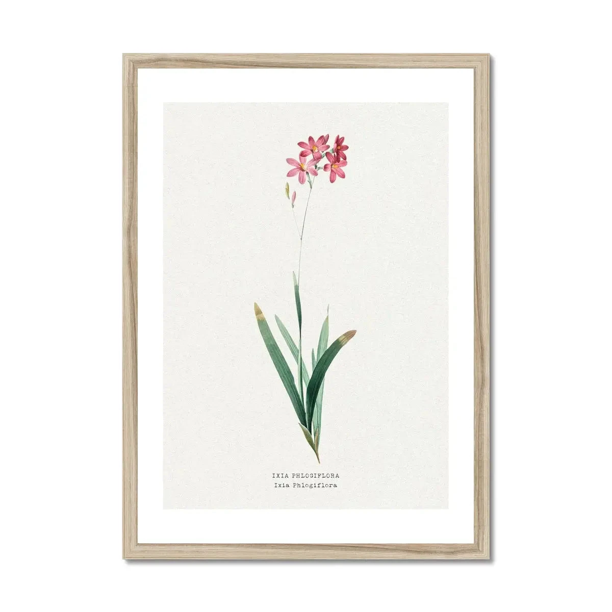 Ixia Phlogiflora | Vintage Flower Print | Botanical Art - Framed Ixia Phlogiflora | Vintage Flower Print | Botanical Art - Framed -Beach House Art Ixia Phlogiflora Vintage Flower Print Framed Print Fine art Beach House Art 1677411337