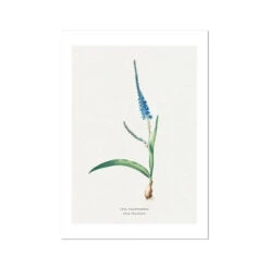 Ixia Plantain | Vintage Flower Print | Botanical Art - Unframed