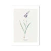 Ixia Secunda | Vintage Flower Print | Botanical Art - Unframed 1 Ixia Secunda | Vintage Flower Print | Botanical Art - Unframed -Beach House Art Ixia Secunda Vintage Flower Print Fine Art Print Fine art Beach House Art 1677411171 9865e69d 6195 44b9 aeef 149dfdf24c17