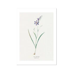 Ixia Secunda | Vintage Flower Print | Botanical Art - Unframed