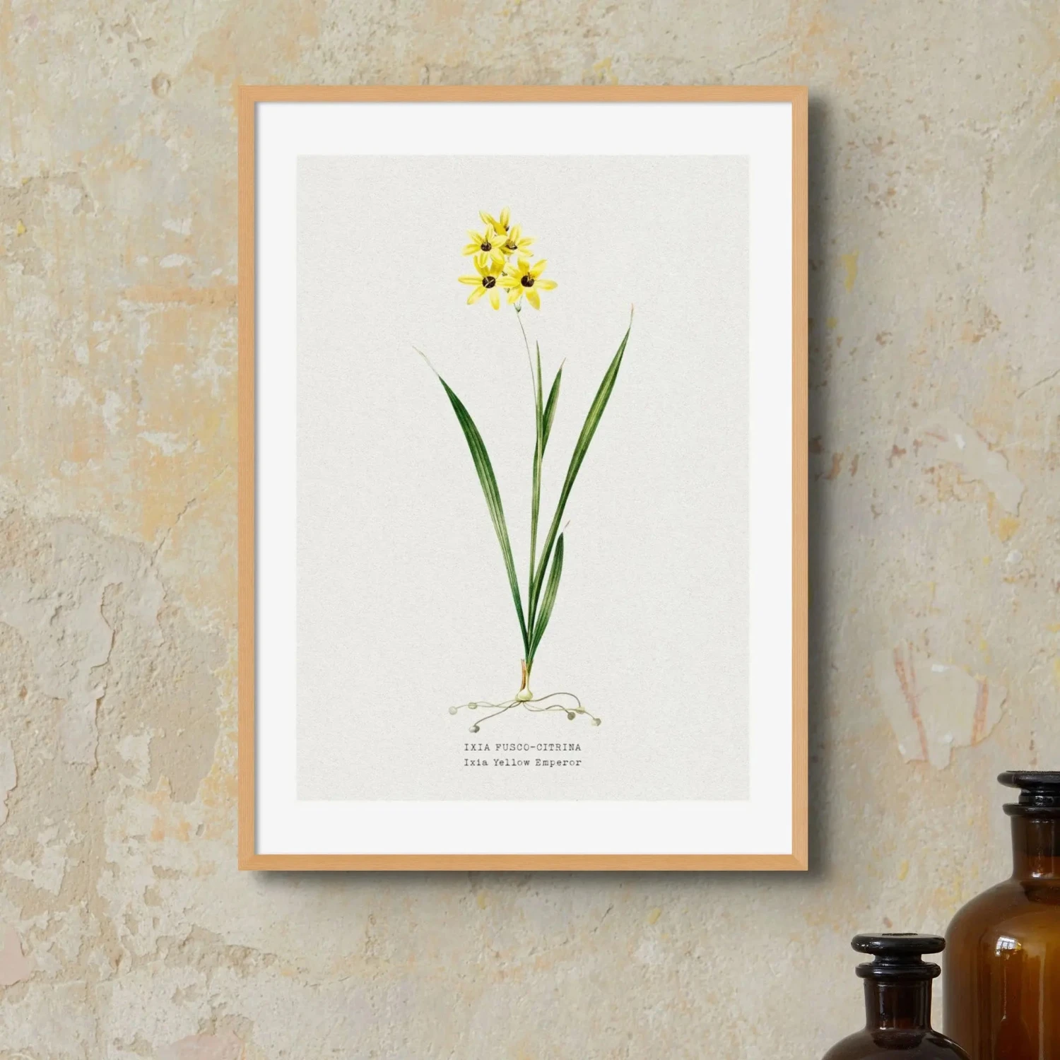 Ixia Yellow Emperor | Vintage Flower Print | Botanical Art - Unframed -Beach House Art Ixia Yellow Emperor Vintage Flower Print Botanical Art Unframed Home Garden Decor Artwork Posters Prints Visual Artwork Beach House Art 1677930590