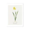 Ixia Yellow Emperor | Vintage Flower Print | Botanical Art - Unframed