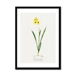Ixia Yellow Emperor | Vintage Flower Print | Botanical Art - Framed -Beach House Art Ixia Yellow Emperor Vintage Flower Print Framed Print Fine art Beach House Art 1677407479