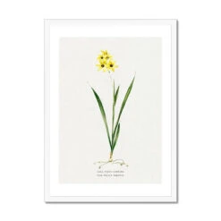 Ixia Yellow Emperor | Vintage Flower Print | Botanical Art - Framed -Beach House Art Ixia Yellow Emperor Vintage Flower Print Framed Print Fine art Beach House Art 1677407483
