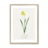 Ixia Yellow Emperor | Vintage Flower Print | Botanical Art - Framed