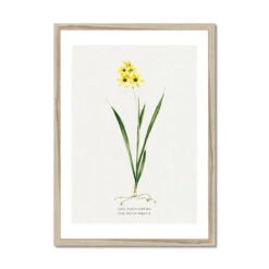 Ixia Yellow Emperor | Vintage Flower Print | Botanical Art - Framed