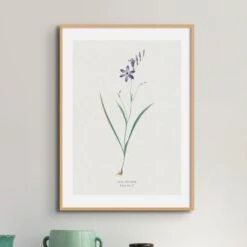 Set Of Three Vintage Floral Prints | Delicate Ixia Group | Botanical Wall Art - Framed -Beach House Art Ixia Secunda d372154b b91c 4404 bbe3 c6b09d22b163