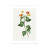 Lantana | Vintage Flower Print | Botanical Art - Unframed