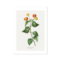 Lantana | Vintage Flower Print | Botanical Art - Unframed