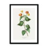 Lantana | Vintage Flower Print | Botanical Art - Framed -Beach House Art Lantana Vintage Flower Print Framed Print Fine art Beach House Art 1677408616