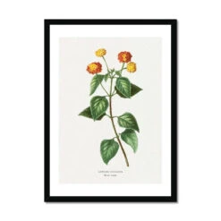 Lantana | Vintage Flower Print | Botanical Art - Framed