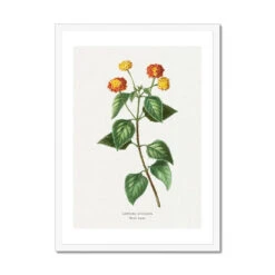 Lantana | Vintage Flower Print | Botanical Art - Framed -Beach House Art Lantana Vintage Flower Print Framed Print Fine art Beach House Art 1677408619
