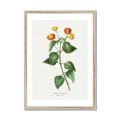Lantana | Vintage Flower Print | Botanical Art - Framed -Beach House Art Lantana Vintage Flower Print Framed Print Fine art Beach House Art 1677408623