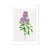 Lilac Floral Painting | Vintage Flower Print | Botanical Art - Unframed