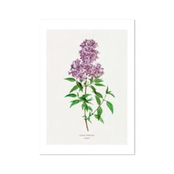 Lilac Floral Painting | Vintage Flower Print | Botanical Art - Unframed