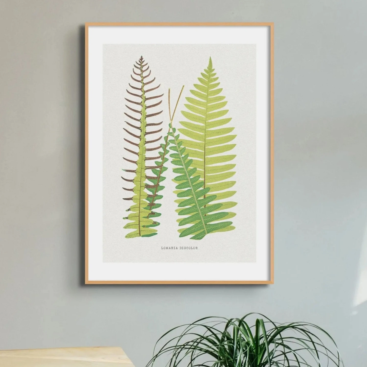 Lomaria Discolor Fern Print 8 | Vintage Botanical Art - Unframed Lomaria Discolor Fern Print 8 | Vintage Botanical Art - Unframed -Beach House Art Lomaria Discolor Fern Print 8 Botanical Art Unframed Home Garden Decor Artwork Posters Prints Visual Artwork Beach House Art 1678024996 ac9d0897 b2b8 4ac5 acf3 73fb1845bfde