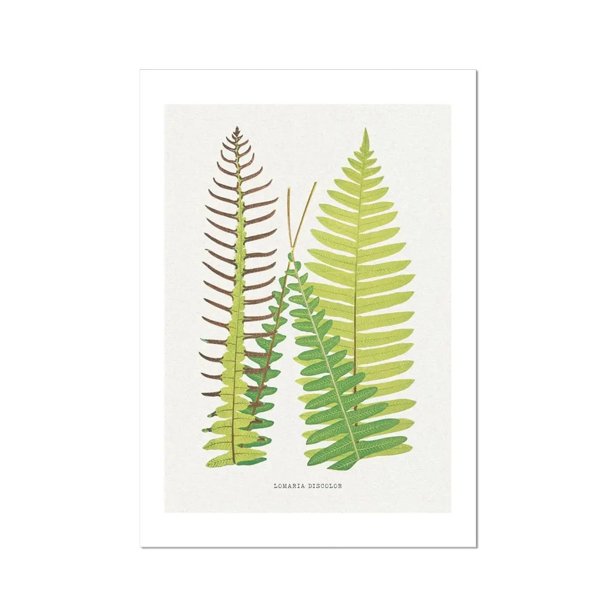 Lomaria Discolor Fern Print 8 | Vintage Botanical Art - Unframed Lomaria Discolor Fern Print 8 | Vintage Botanical Art - Unframed -Beach House Art Lomaria Discolor Fern Print 8 Fine Art Print Fine art Beach House Art 1677412217 16d68474 e8eb 4370 8466 47b57281122a