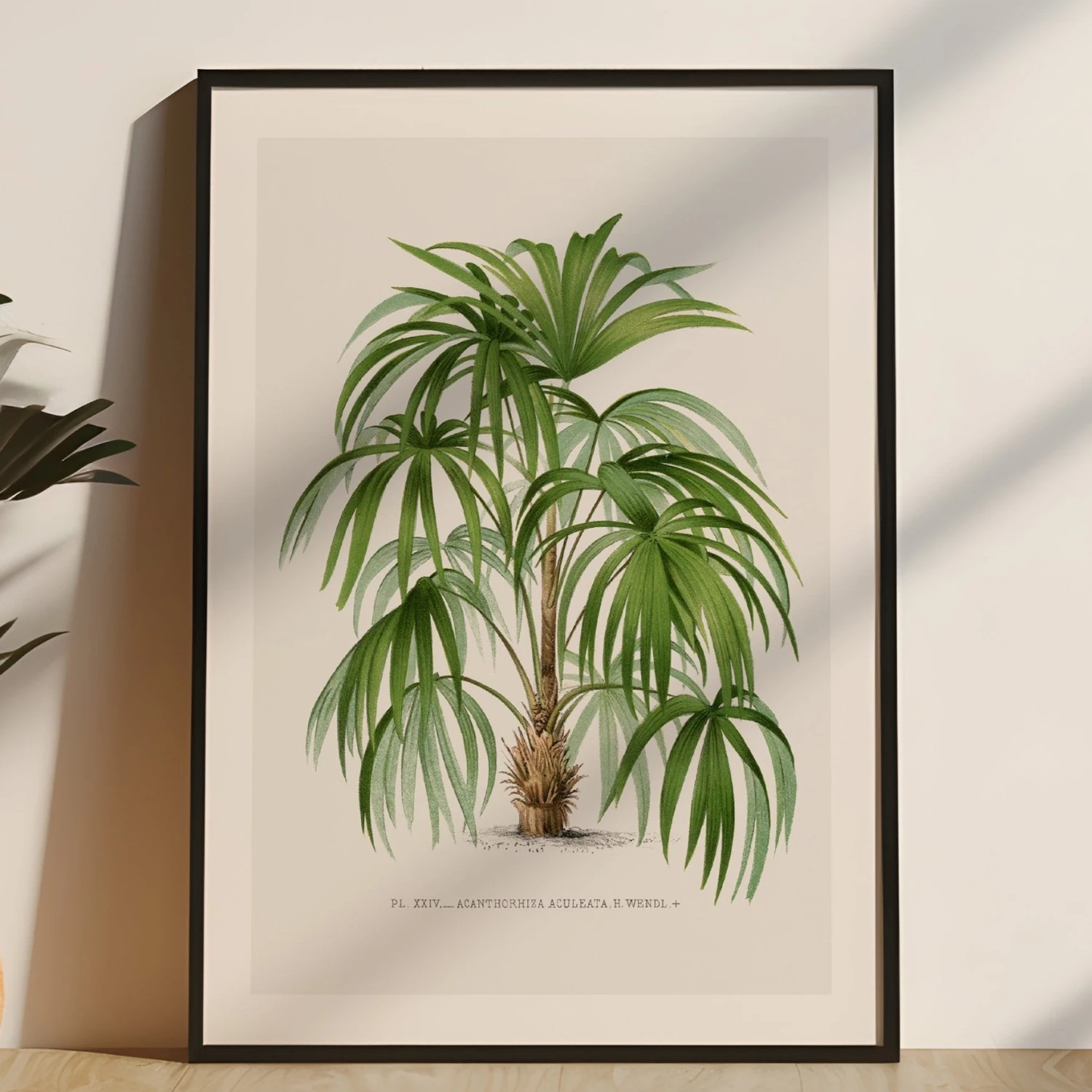Macaw Palm Tree Print | Vintage Botanical Art Print - Unframed Macaw Palm Tree Print | Vintage Botanical Art Print - Unframed -Beach House Art Macawplam