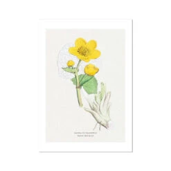 Marigold | Vintage Flower Print | Botanical Art - Unframed