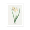 Narcissus | Vintage Flower Print | Botanical Art - Unframed