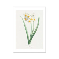 Narcissus | Vintage Flower Print | Botanical Art - Unframed