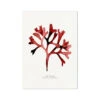 Watercolour Seaweed Print Wall Art (Rosy Fan Weed) - Unframed -Beach House Art New product publishing in progress Fine art Beach House Art 1680078212