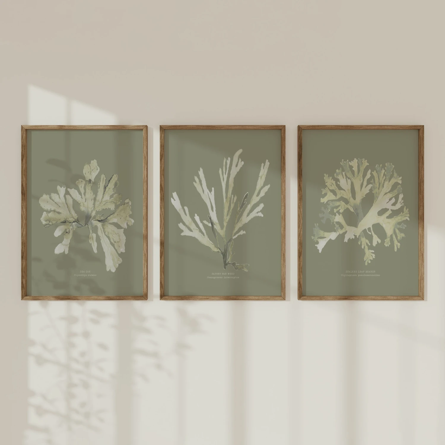 Olive Green Seaweed Art Print | Botanical Wall Decor | Papery Fan Weed - Framed Olive Green Seaweed Art Print | Botanical Wall Decor | Papery Fan Weed - Framed -Beach House Art Olive set 1 4