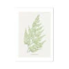Onychium Lucidum Fern Print 1 | Botanical Art - Unframed