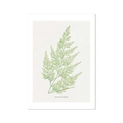 Onychium Lucidum Fern Print 1 | Botanical Art - Unframed