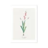 Pink Ixia | Vintage Flower Print | Botanical Art - Unframed -Beach House Art Pink Ixia Vintage Flower Print Fine Art Print Fine art Beach House Art 1677411445 f0d2638b 25b1 48f7 96fa 6a89f25560ac