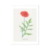 Poppy Painting | Vintage Flower Print | Botanical Art - Unframed -Beach House Art Poppy Vintage Flower Print Fine Art Print Fine art Beach House Art 1677411761 f37d9255 b804 4391 a4b3 163436b3633e