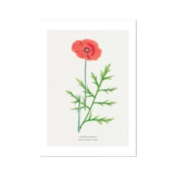 Poppy Painting | Vintage Flower Print | Botanical Art - Unframed