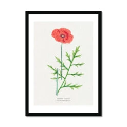 Poppy | Vintage Flower Print | Botanical Art - Framed -Beach House Art Poppy Vintage Flower Print Framed Print Fine art Beach House Art 1677408209 c1d16a01 c3c4 4986 8e08 8988f61d2f93