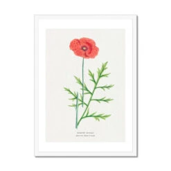 Poppy | Vintage Flower Print | Botanical Art - Framed -Beach House Art Poppy Vintage Flower Print Framed Print Fine art Beach House Art 1677408213 14c0a569 6669 4025 8404 5ceeb5777d5f