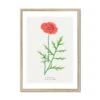 Poppy | Vintage Flower Print | Botanical Art - Framed -Beach House Art Poppy Vintage Flower Print Framed Print Fine art Beach House Art 1677408216 382a206c 8564 4847 ba6f 96bea44d2a34