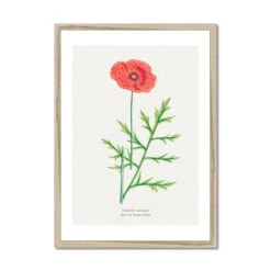 Poppy | Vintage Flower Print | Botanical Art - Framed