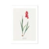 Red Ixia | Vintage Flower Print | Vintage Botanical Art - Unframed -Beach House Art Red Ixia Vintage Flower Print Fine Art Print Fine art Beach House Art 1677411869 a4ace9ea 570f 4970 8b50 1a7586b84f32