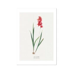 Red Ixia | Vintage Flower Print | Vintage Botanical Art - Unframed
